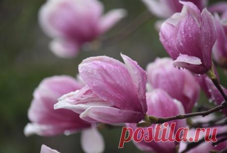 В сердце каждого из нас живет весна – только дайте распуститься
этим прекрасным и чистым цветам нежности, веры и любви…