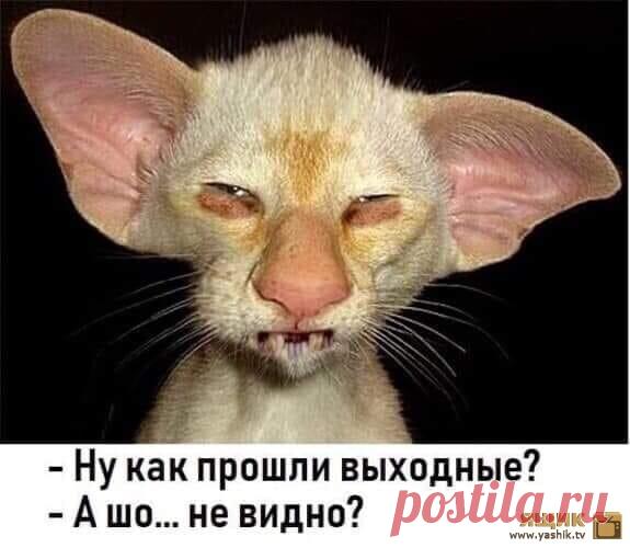 Лента смеха и позитива Огромная подборка и коллекция прикольных и ржачных картинок и фотографий.