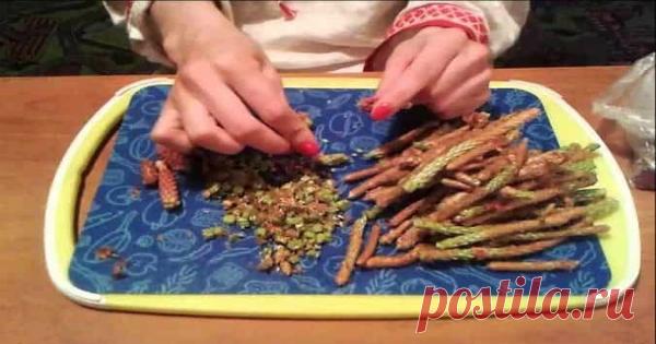 На сосне растет бесценное лекарство! Я всегда собираю его, делаю настойку и вся моя семья не знает, что такое грипп, простуды и ОРЗ!