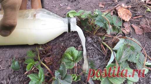 Клубника даст много крупной и сладкой ягоды. Лейте под клубнику Весной по 1л. под куст. | ГЕНЕРАЛЬСКИЙ САД | Дзен