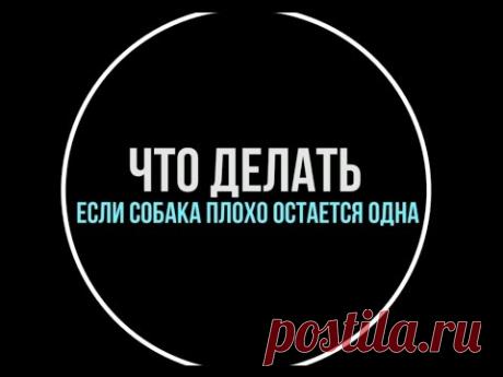Что делать, если собака плохо остается дома одна
