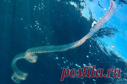 Сальпы покусали россиян на Филиппинах