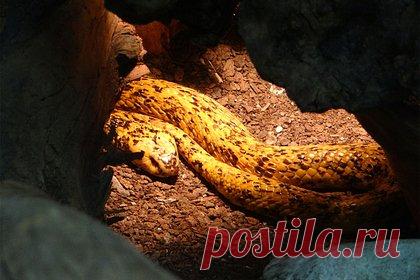 Кобра целиком проглотила змею за несколько минут. В ЮАР турист Карстен Воллмер вместе с семьей во время сафари наткнулся на кобру, которая за несколько минут целиком проглотила змею. По словам мужчины, он и его родственники искали слонов, когда его жена обнаружила странную змею на дороге. Карстен подъехал к рептилии и понял, что это капская кобра.