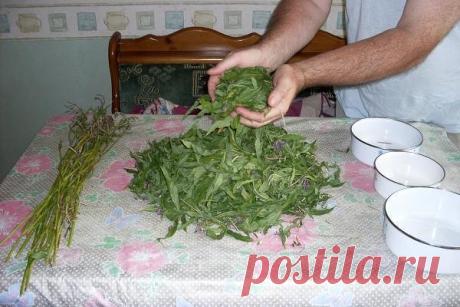 Заготовка Иван-чая. Личный опыт из поселения.

Где-то прочитал информацию, что в 19 веке Копорский чай или Иван-чай поставлялся русскими купцами на экспорт в Европу в огромных количествах и очень высоко в Европе ценился. Да и наши пра-прадедушки и прабабушки сидя за столом с самоваром, наверняка пили не черный индийский, а этот замечательный, исконно русский чай. Захотелось возродить традицию приготовления Копорского чая, и вот, решив попробовать приготовить чай своими рук...