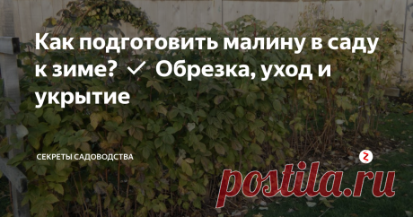 Как подготовить малину в саду к зиме? ✔ Обрезка, уход и укрытие 
Хотите собрать крупную и вкусную малину в следующем году? Позаботьтесь о посадках в саду осенью: от ухода в этот период напрямую зависит здоровье растения, а значит, и будущий урожай. Важно, чтобы растение не замёрзло зимой (особенно остро проблема стоит в регионах с суровым климатом).
Я выделяю 4 основных пунктика осеннего ухода за малиной:
обрезка;