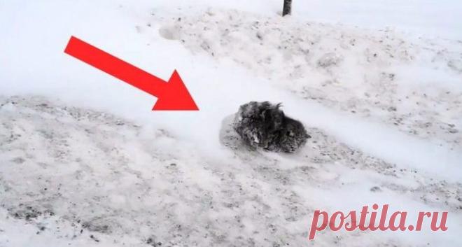 ВСЕ ОБХОДИЛИ СТОРОНОЙ ЭТОТ ЗАМЕРЗШИЙ КОМОК ШЕРСТИ. ТОЛЬКО ОДИН МУЖЧИНА ОСТАНОВИЛСЯ… — Лап-Ушки.com — любимые животные