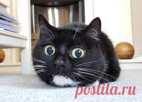 Кошечки с вампирским оскалом Может быть, выведением этой породы кошек занимался сам граф Дракула?