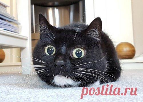 Кошечки с вампирским оскалом Может быть, выведением этой породы кошек занимался сам граф Дракула?