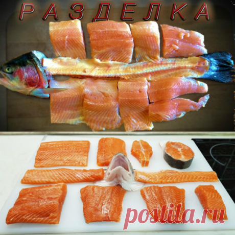 Урок от профи для любителей рыбки 2