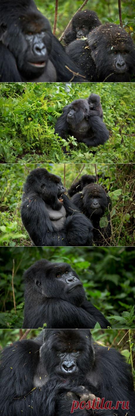 Горные гориллы из Руанды | ФОТО НОВОСТИ
