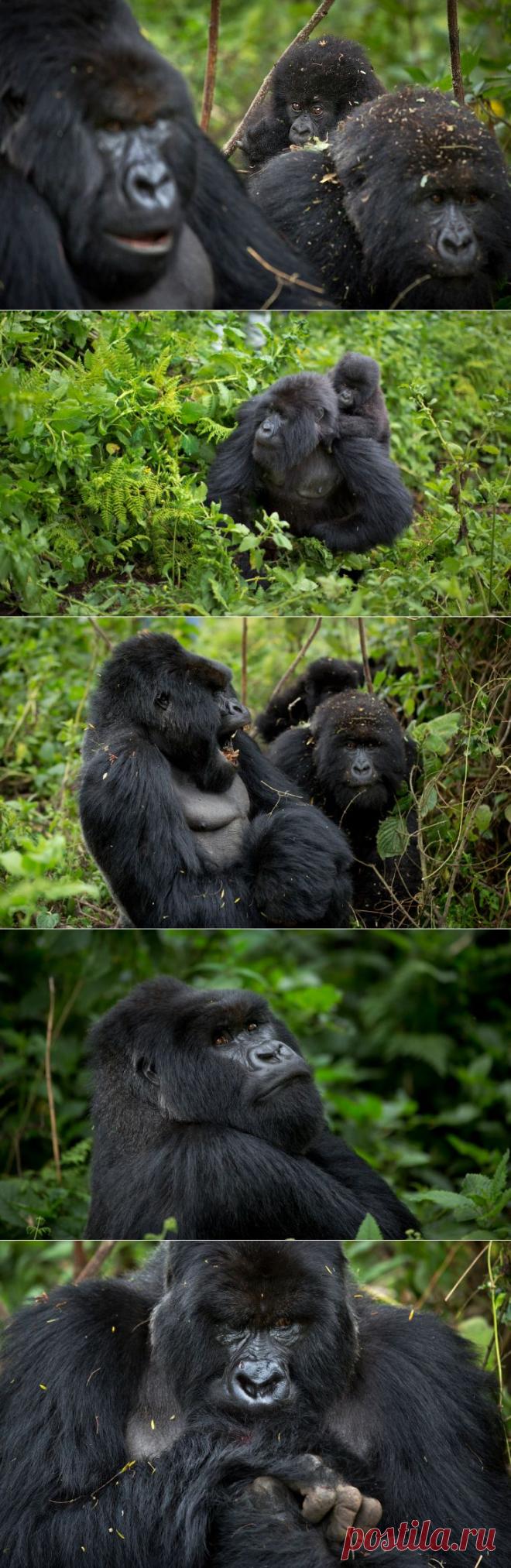 Горные гориллы из Руанды | ФОТО НОВОСТИ