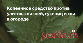 Копеечное средство против улиток, слизней, гусениц и тли в огороде Я спасла смородину и огурцы от тли, клубнику и капусту от гусениц с помощью натурального средства...
