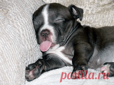 Как хочу, так и сплю: 20 собак, которые спят в самых забавных позах Заснуть, свернувшись в миске с кормом? - Да легко! Иногда наши четвероногие друзья могут заснуть в самом неожиданном месте и самой очаровательной позе - остается только любоваться этой милотой.

Потяг…