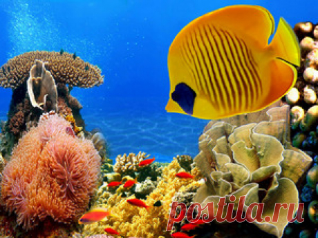 Подводный мир, обои для рабочего стола на Desktopwallpapers.ru, страница 3 из 24