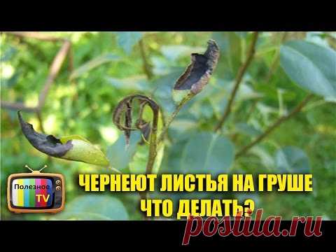 ЧЕРНЕЮТ ЛИСТЬЯ НА ГРУШЕ ПРИЧИНЫ И ПРОВЕРЕННЫЙ СПОСОБ ЛЕЧЕНИЯ