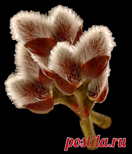 Целительные свойства вербы