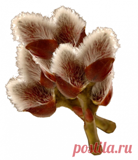 Целительные свойства вербы