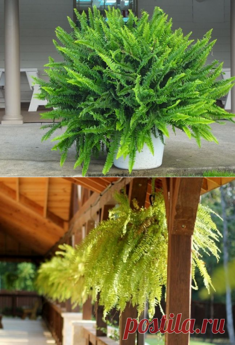 Папоротник комнатный: характеристика видов и правила ухода в домашних условиях