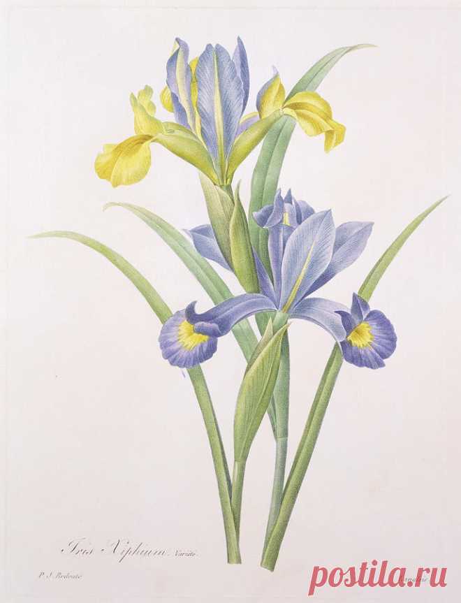 Iris Xiphium by Pierre Joseph Redoute Iris Xiphium Drawing by Pierre Joseph Redoute