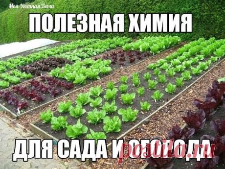 Полезная химия для сада и огорода

1. Раствор марганца и медного купороса – эффективное средство борьбы с грибными болезнями на плодовых и ягодных культурах.

2. Ранневесенняя подкормка малины, земляники, смородины и крыжовника раствором того же марганца с борной кислотой помогает значительно увеличить урожай, особенно если у вас песчаные почвы.

3. Соль помогает бороться с вредителями и болезнями. Опрыскивайте крепким соляным раствором яблони и груши до распускания почек ...