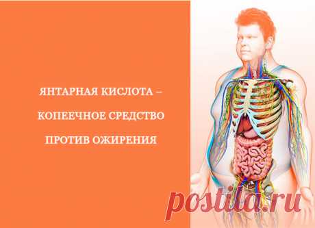 Янтарная кислота – копеечное средство против ожирения
Сигналом для активации бурого жира служит ✅янтарная кислота или сукцинат – один из важнейших промежуточных продуктов цикла трикарбоновых кислот, ключевого этапа клеточного дыхания, во время которого благодаря окислительным превращениям продуктов распада и синтеза жиров, белков и углеводов образуются богатые энергией молекулы АТФ.