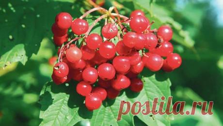 Šios uogos vadinamos vaistu nuo šimto ligų: štai kaip jas galima paruošti žiemai » Naujienos ir Televizija - Dzukijostv.lt