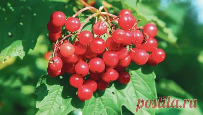 Šios uogos vadinamos vaistu nuo šimto ligų: štai kaip jas galima paruošti žiemai » Naujienos ir Televizija - Dzukijostv.lt