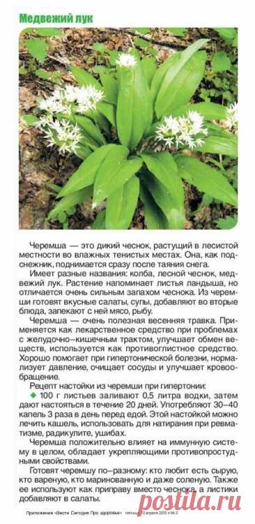 Черемша (медвежий лук)