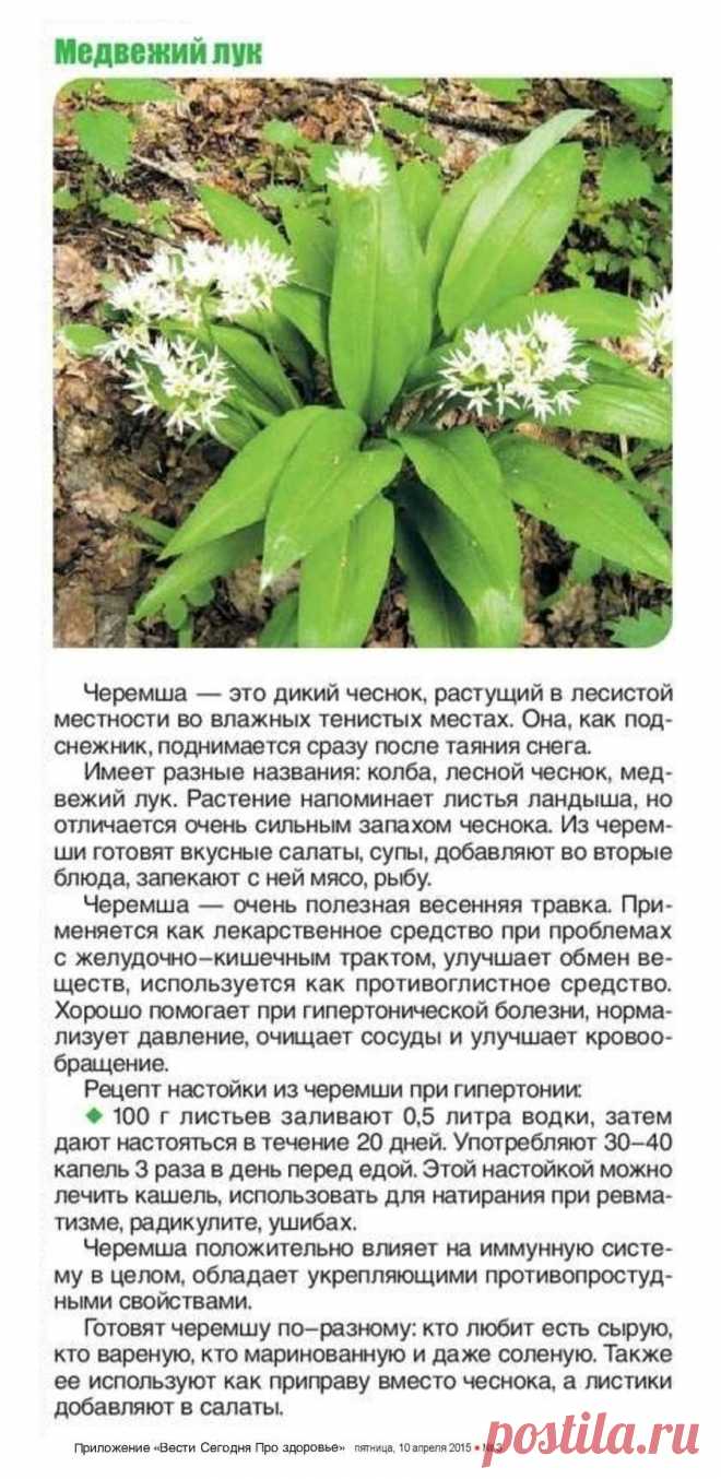 Черемша (медвежий лук)