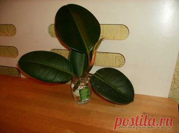 Как посадить фикус отростком