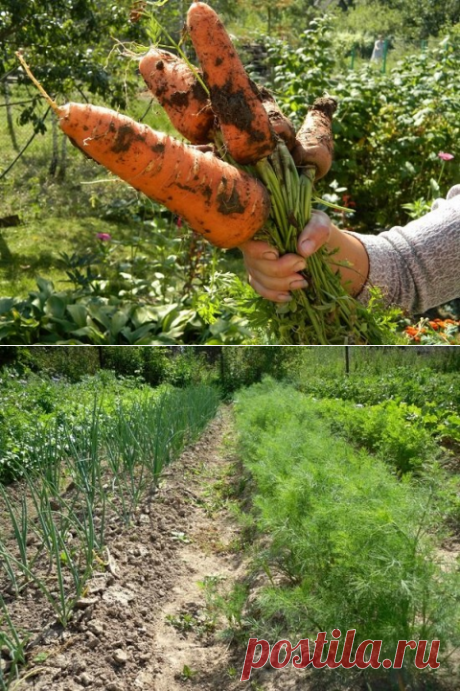 Немного странные , но эффективные советы для дачников