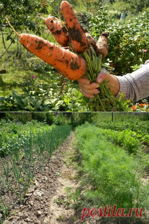 Немного странные , но эффективные советы для дачников