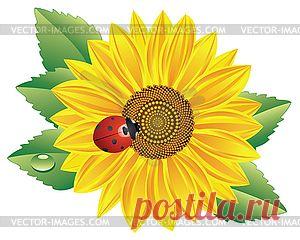 картинки божья коровка прикольные - Поиск в Google