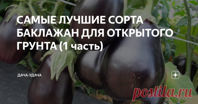 САМЫЕ ЛУЧШИЕ СОРТА БАКЛАЖАН ДЛЯ ОТКРЫТОГО ГРУНТА (1 часть) Баклажан на наших с вами садовых участках уже давно привычный овощ, многие его любят, делают с ним вкусные вторые блюда и заготовки на зиму. Сейчас теплолюбивый  баклажан на грядках  Сибири и Урала совсем не экзотический овощ, так как каждый год селекционеры выводят новые сорта и гибриды, которые прекрасно растут и дают отличный урожай при  неблагоприятных климатических условиях. В наших статьях