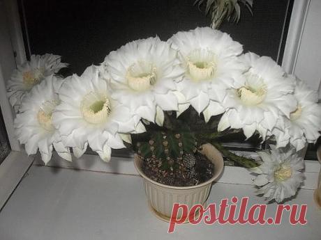 АЙ ДА КАКТУС!!!.