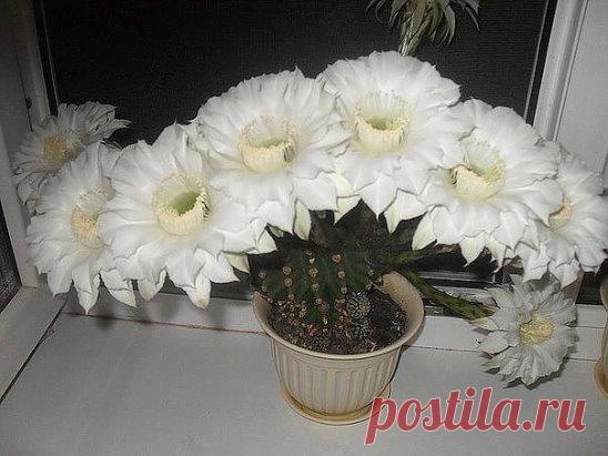 АЙ ДА КАКТУС!!!.