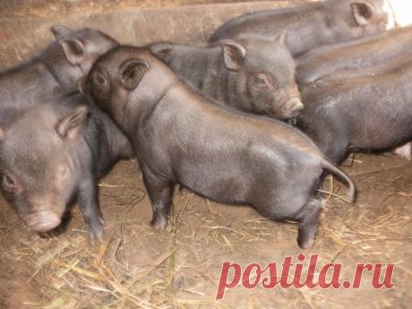 super.rfnhby2013 — «поросята вьетнамские вислобрюхие» на Яндекс.Фотках