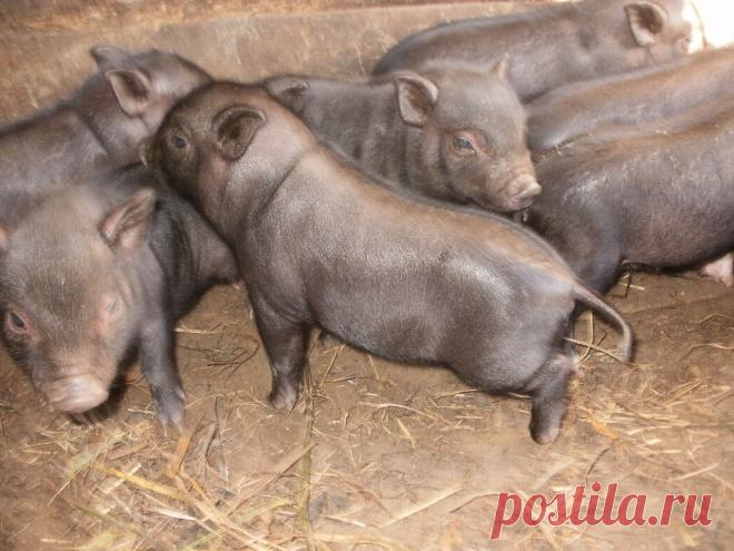 super.rfnhby2013 — «поросята вьетнамские вислобрюхие» на Яндекс.Фотках