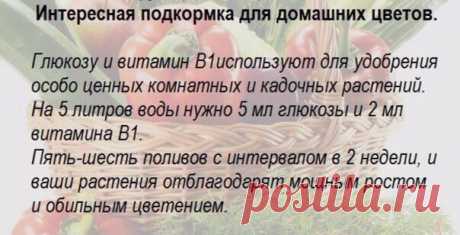 Подкормка для цветов