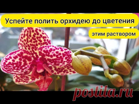 Успей ПОЛИТЬ орхидеи для ЦВЕТЕНИЯ / ПЫШНОЕ долгое ЦВЕТЕНИЕ орхидей