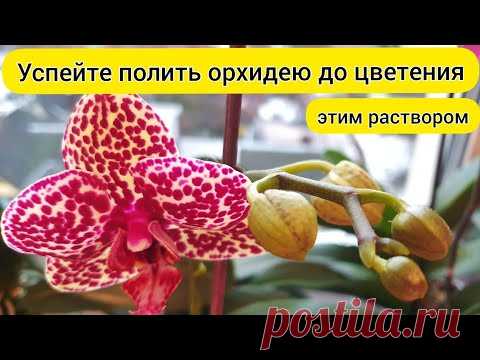 Успей ПОЛИТЬ орхидеи для ЦВЕТЕНИЯ / ПЫШНОЕ долгое ЦВЕТЕНИЕ орхидей