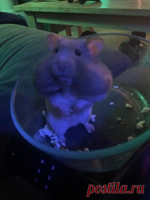 Домашние питомцы одним своим видом дарят море позитива