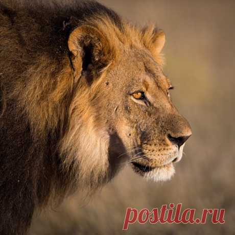 Уилл Беррард-Лукас