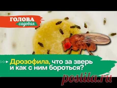 Голова садовая - Дрозофила, что за зверь и как с ним бороться?