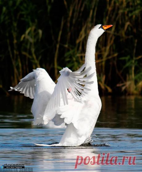 Шикарный! ... :)