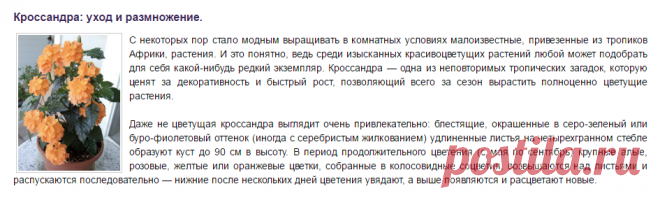 Кроссандра: уход и размножение