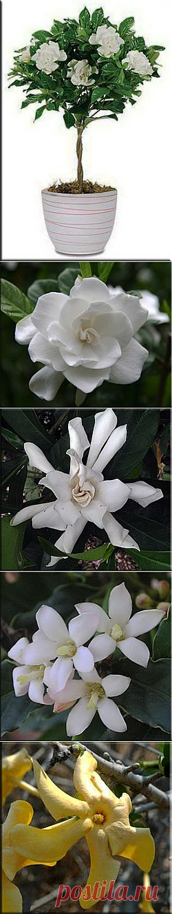Гардения (Gardenia). Описание, виды и уход за гарденией | Флористика на "Добро ЕСТЬ!"