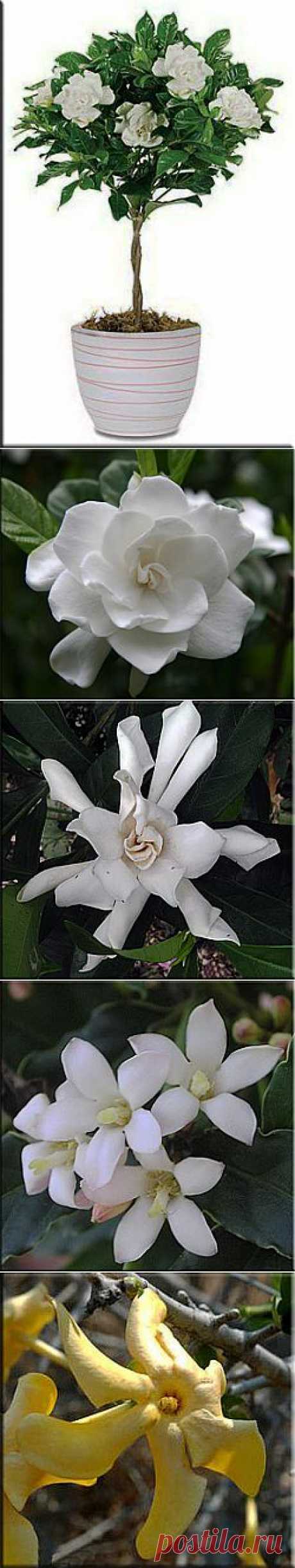 Гардения (Gardenia). Описание, виды и уход за гарденией | Флористика на &quot;Добро ЕСТЬ!&quot;