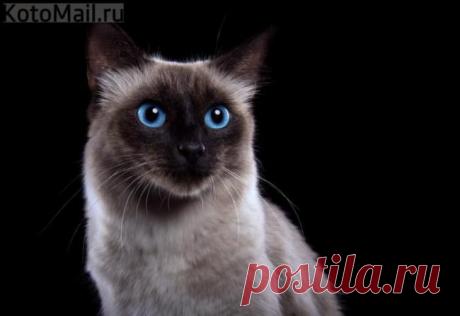 Аристократка | Kote.Rjaka.com