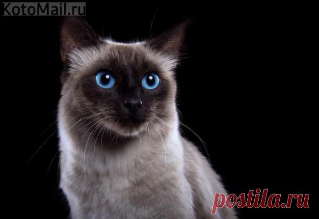 Аристократка | Kote.Rjaka.com